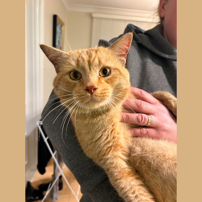 Photo of Sponge Cake