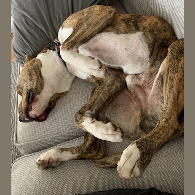 Photo of Buster