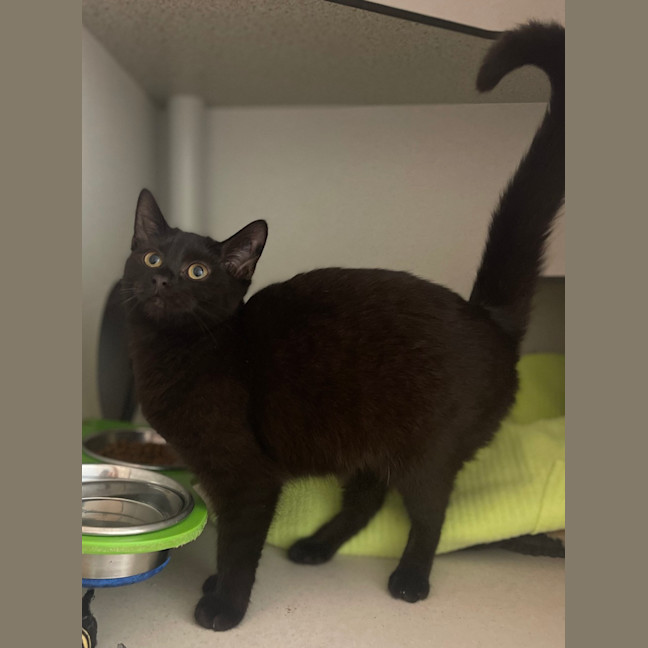 Photo of Diamond