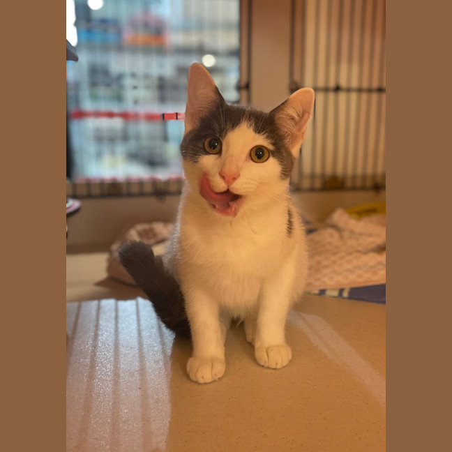 Photo of Hugo
