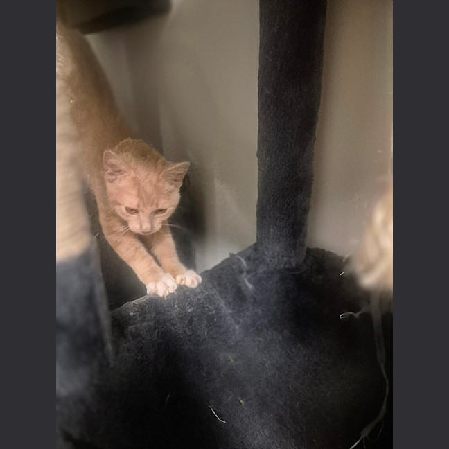 Photo of Ruby