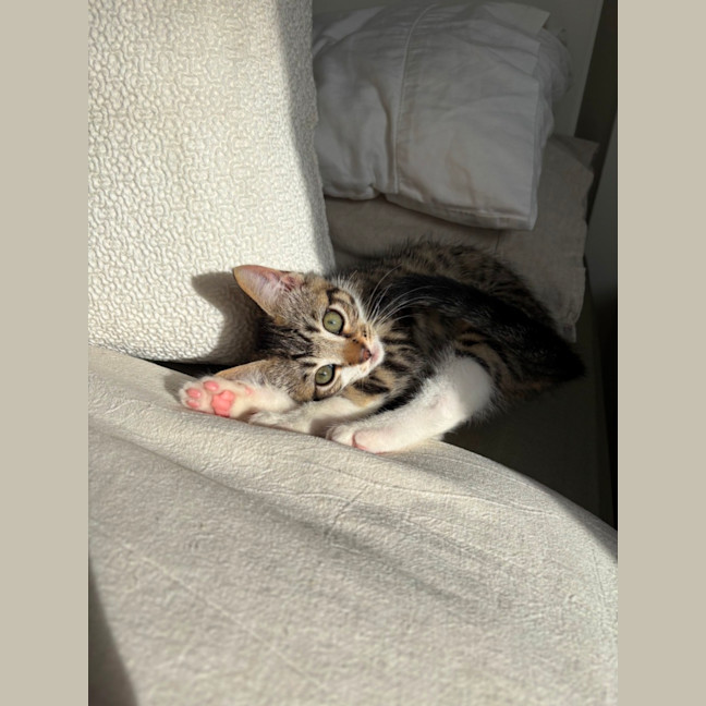 Photo of Albi & Atlas 