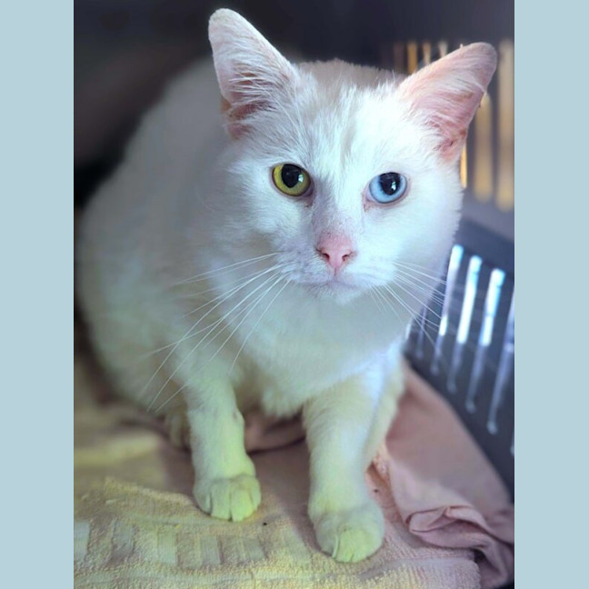 Photo of Aura