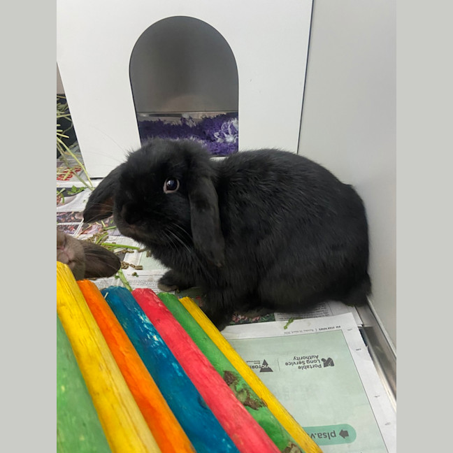 Photo of Mars (Bonded With Caramello)