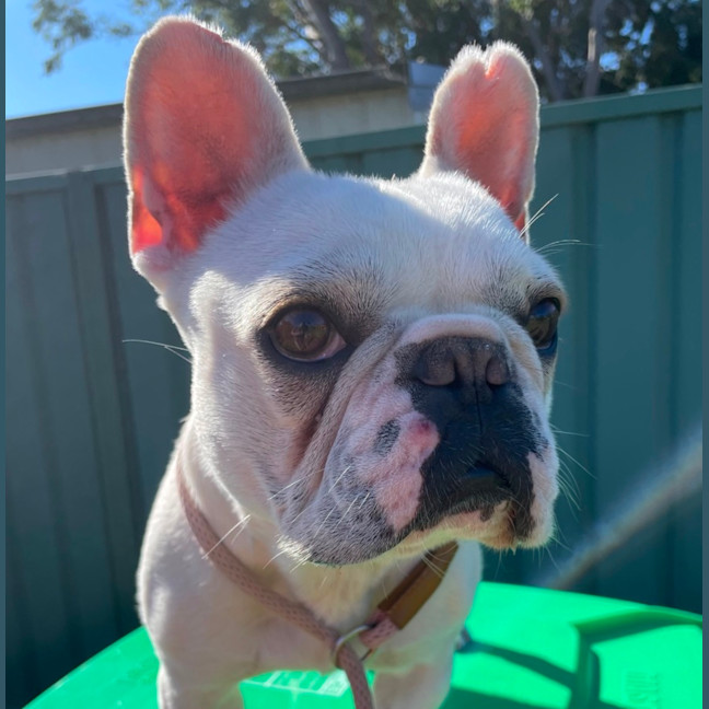 Photo of Millie 