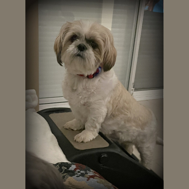Photo of Misty 🌺 5yo, Shih Tzu (On Trial 2/11/25)