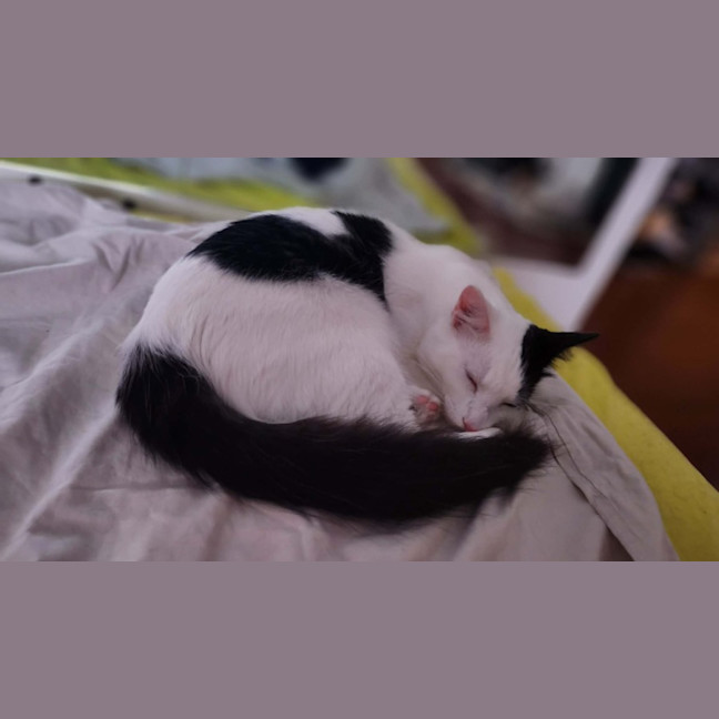Photo of Pudding
