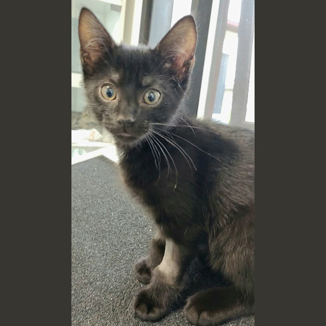 Photo of Hocus