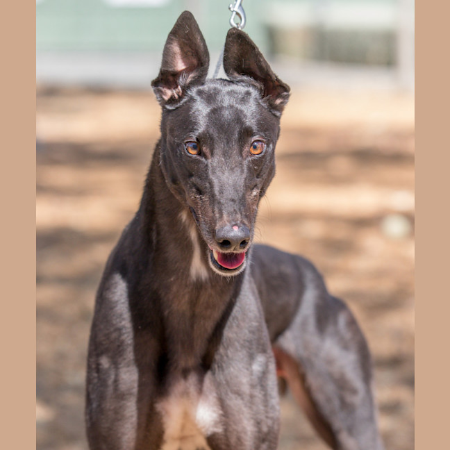 Photo of Raph Turtle