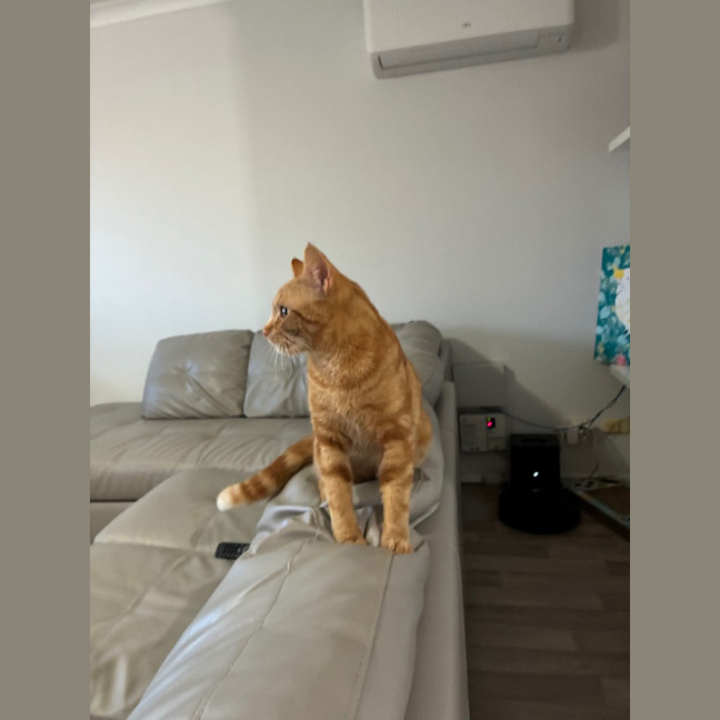 Photo of Gizmo