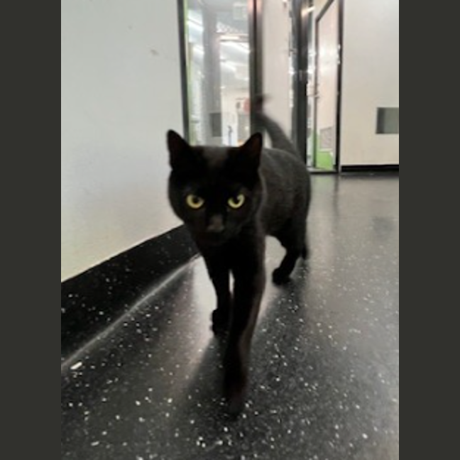 Photo of The O.G Batman