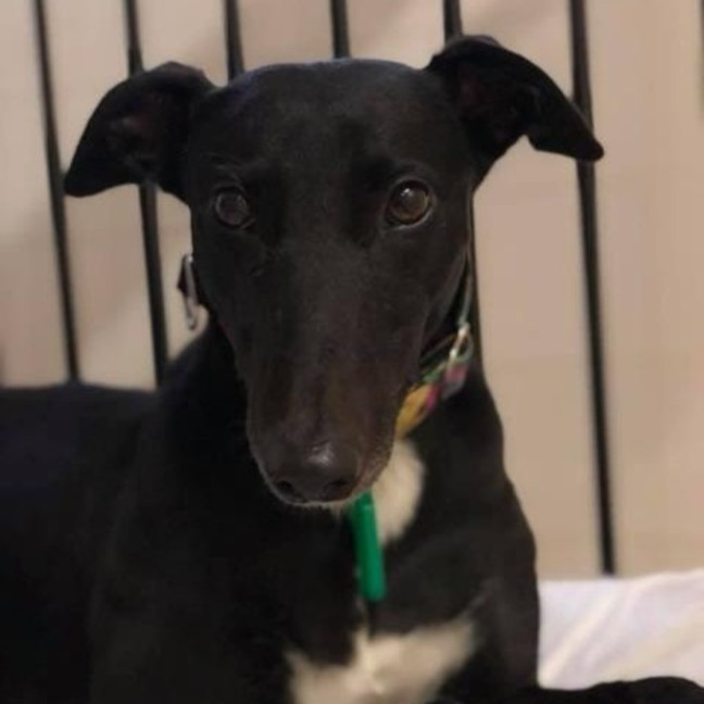 Photo of Koko (Was Priscilla)