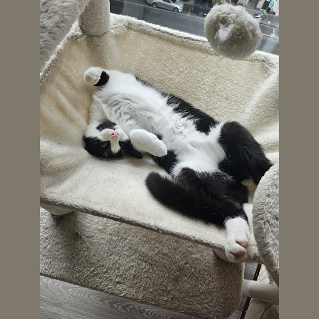 Photo of Felix