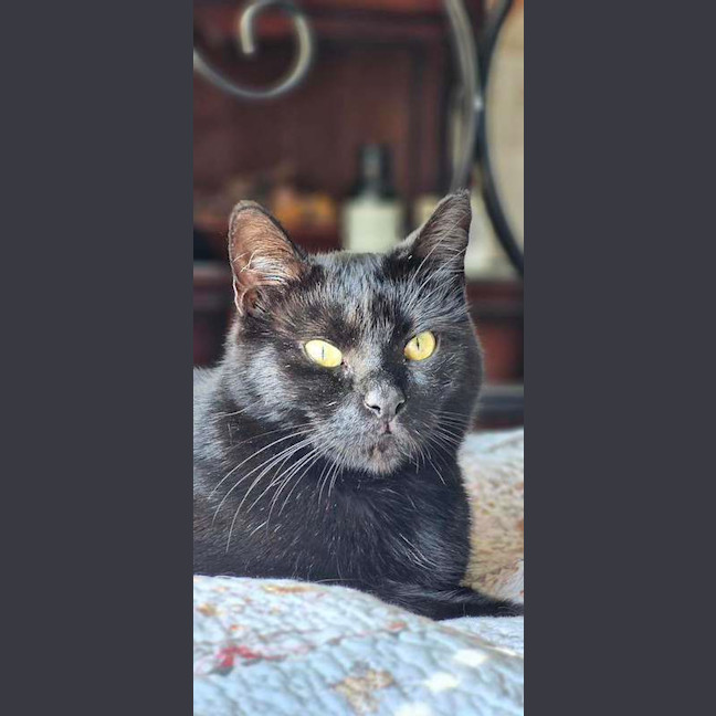 Photo of Goose
