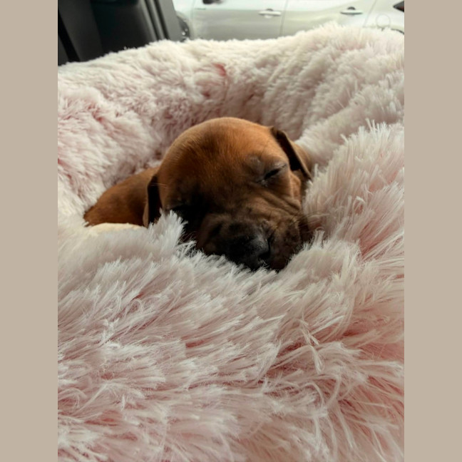 Photo of Beanie Weanie 