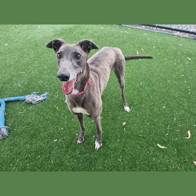 Photo of Kiwi Imp 2682