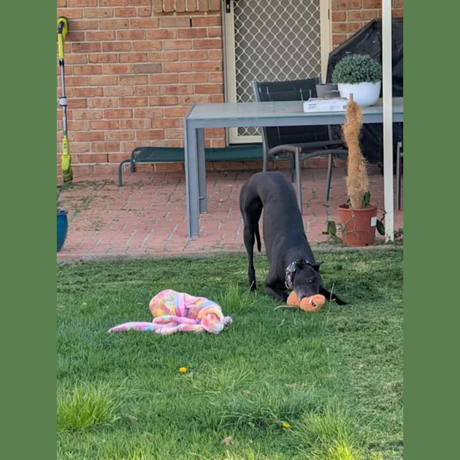 Photo of Panda, The Greyhound