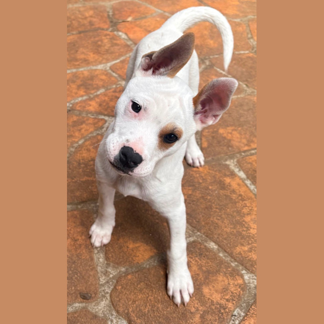Photo of Twistie