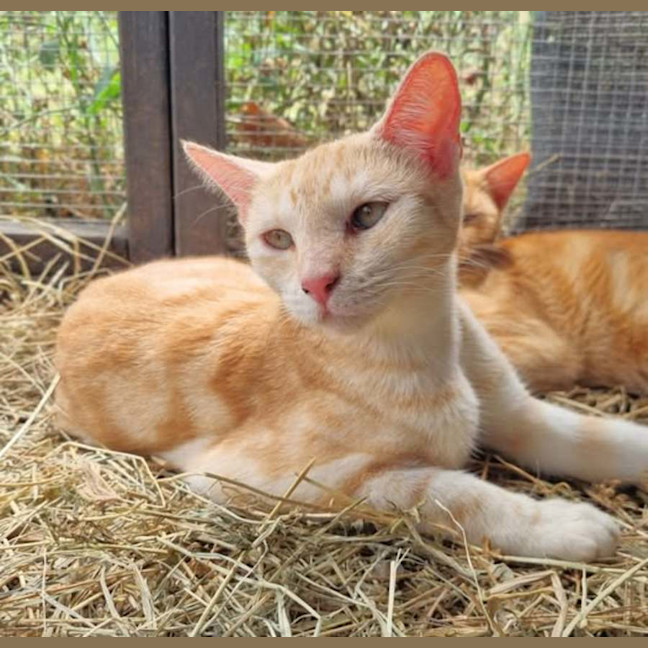 Photo of Shiro Tora 🐅