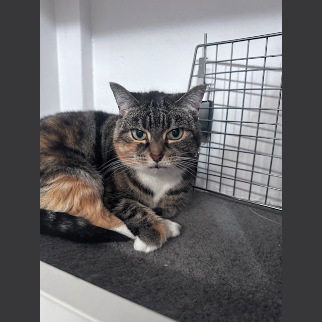 Photo of Muffin 
