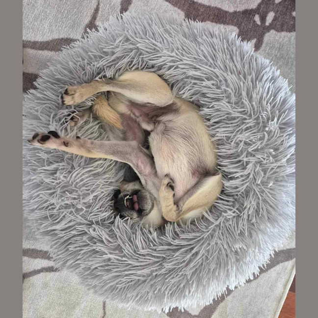 Photo of Bailey