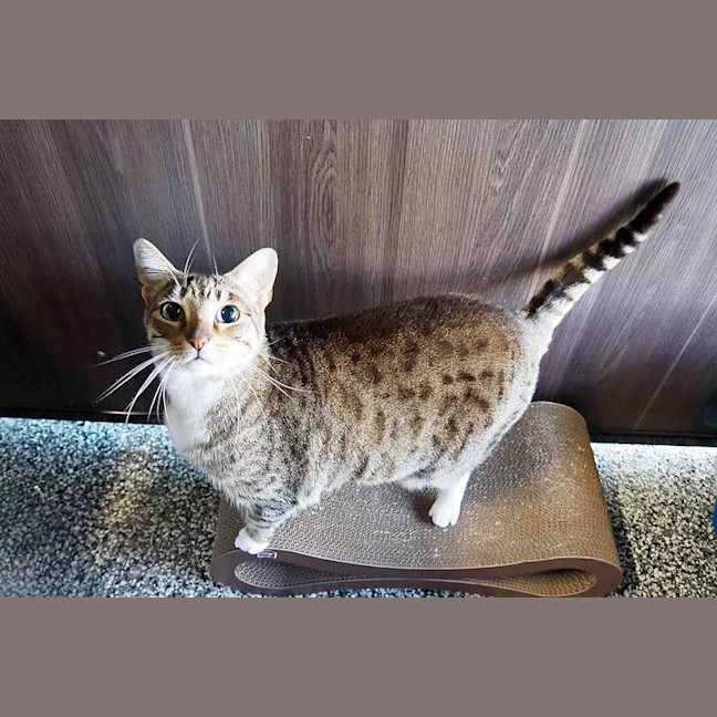 Photo of Pepper