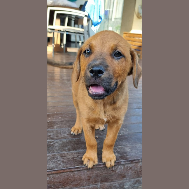Photo of Lemon