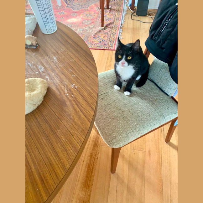 Photo of Oreo And Panda 