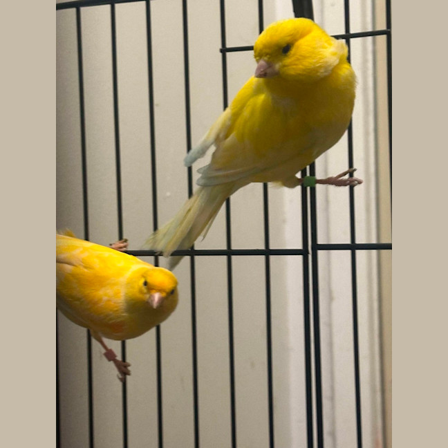 Photo of Lemon And Curd