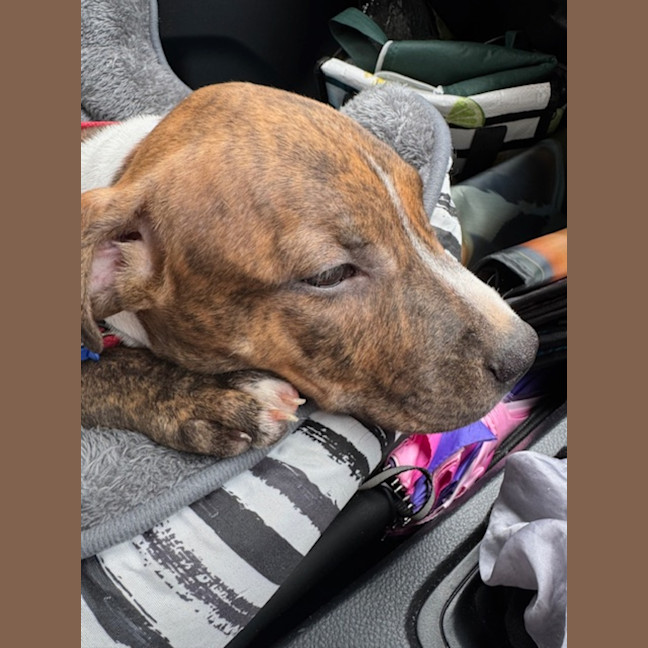 Photo of Cookie   6 Month Old Staffy X Ridgeback