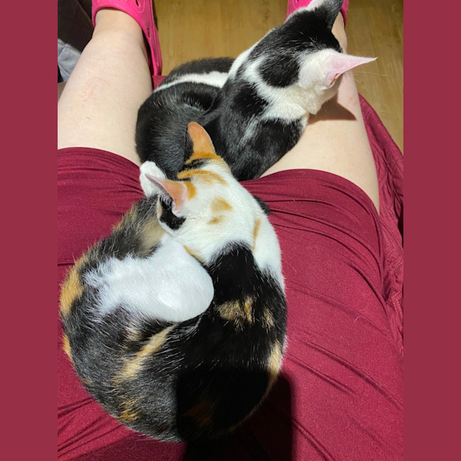 Photo of $300 Pirate 🐾