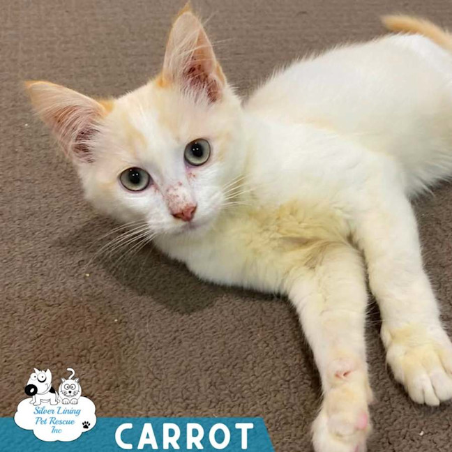 Photo of Carrot