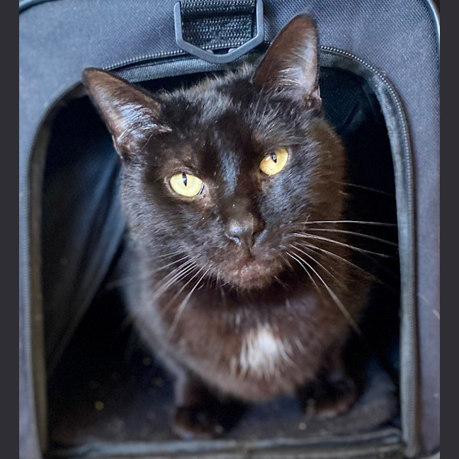 Photo of Batman Black