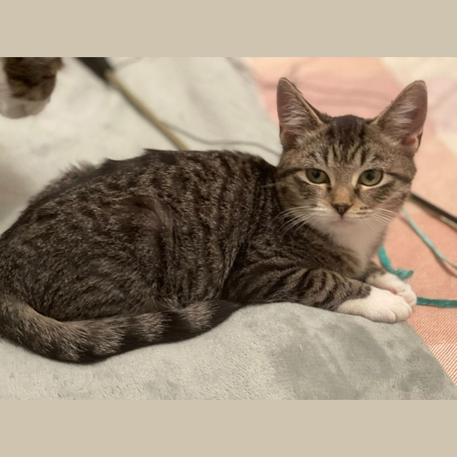 Photo of Mouse
