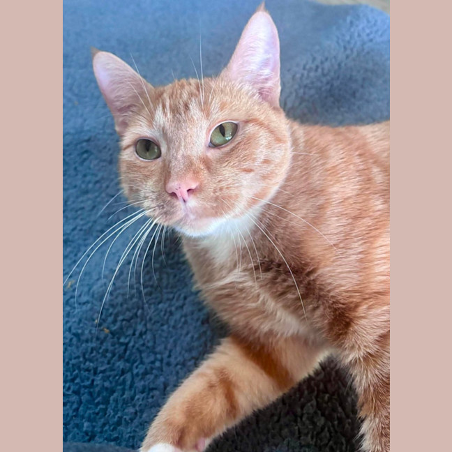 Photo of Ginger Megs