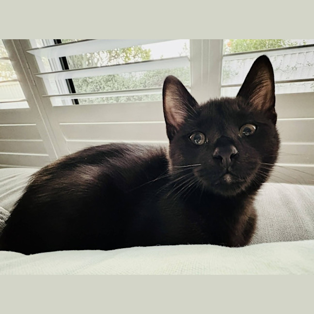 Photo of Phantom