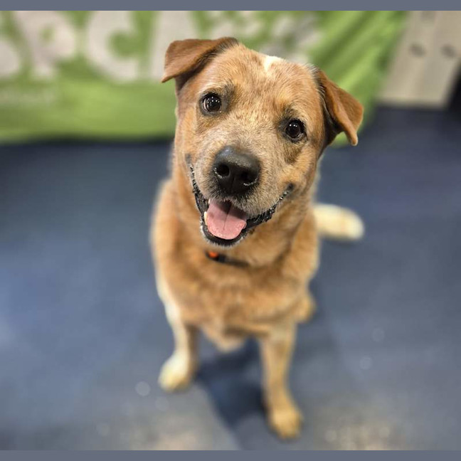 Photo of Red Dog
