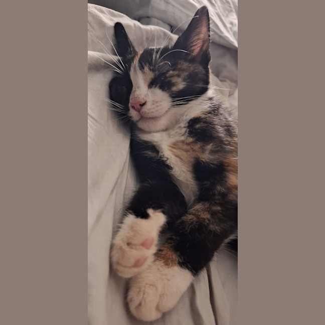Photo of Muffin
