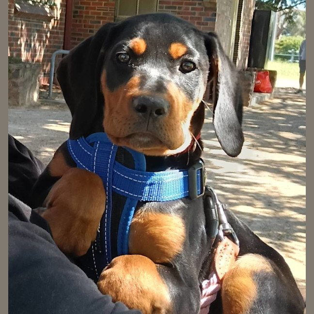 Photo of Henry