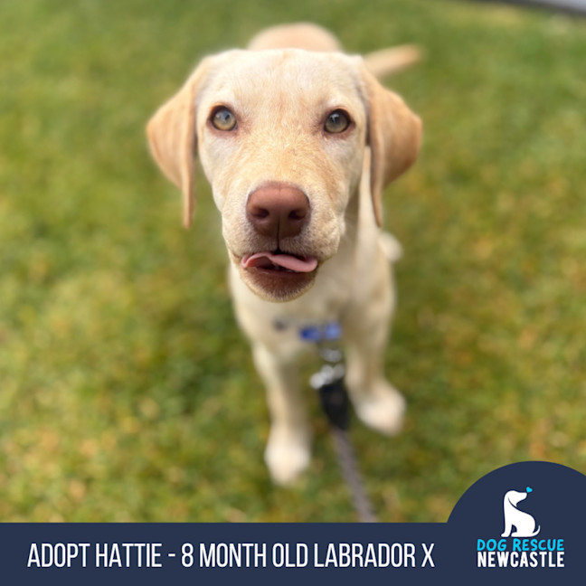Photo of Hattie   8 Month Old Labrador X