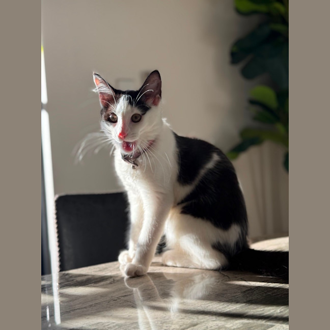 Photo of Luna