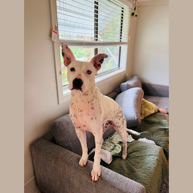 Photo of Sunny   1 Year Old Cattle Dog X