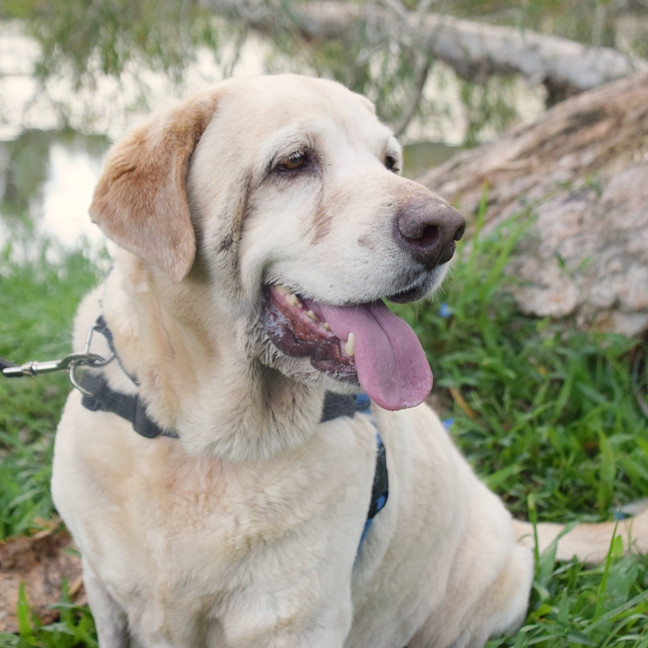 Photo of Toby