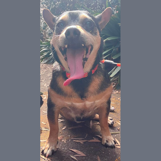 Photo of Chico