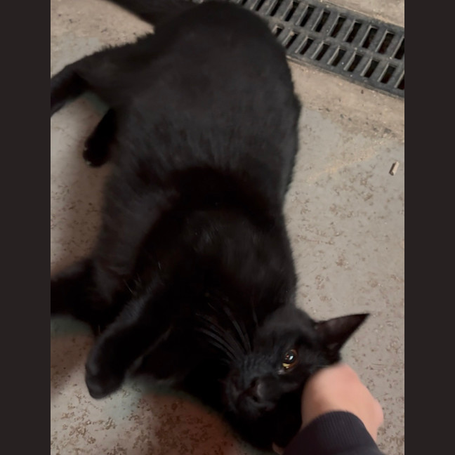 Photo of Taco