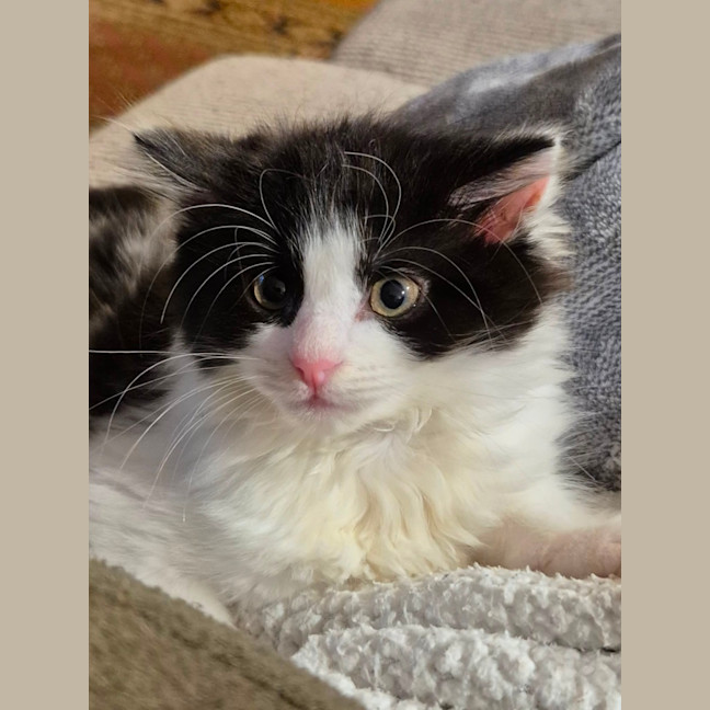 Photo of Daisy