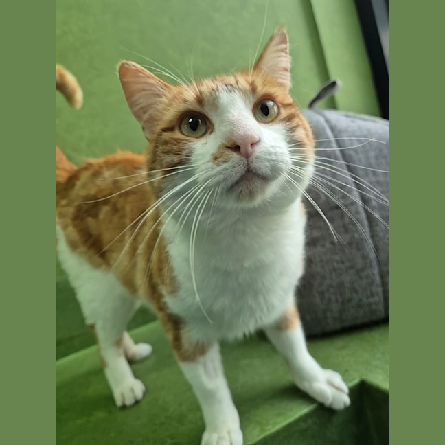 Photo of Tiger (Bonded With Lion)