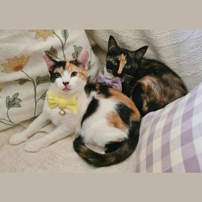 Photo of Phoenix And Helia