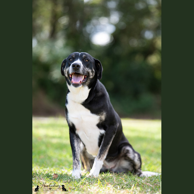 Photo of Daisy