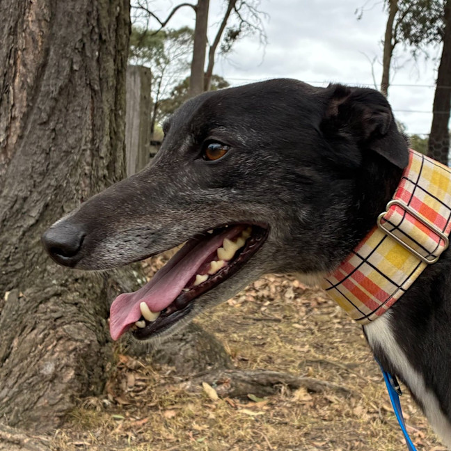 Photo of Jay The Greyhound